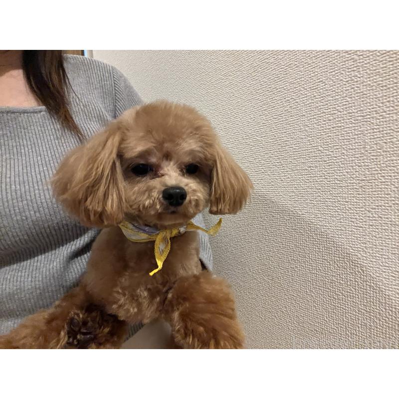 販売中の埼玉県のミックス犬-370849の12枚目