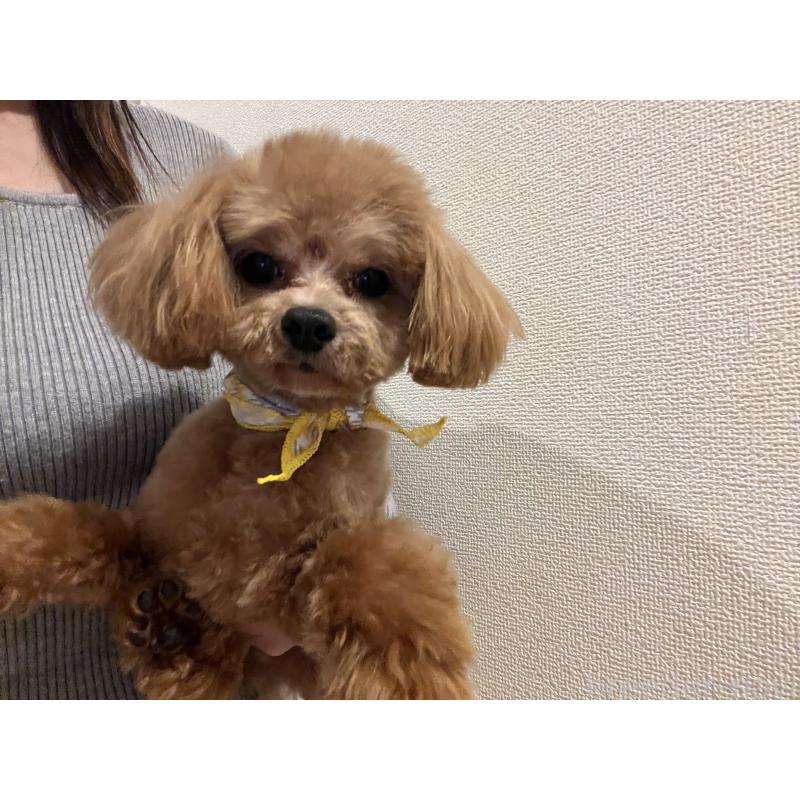 販売中の埼玉県のミックス犬-370849の11枚目