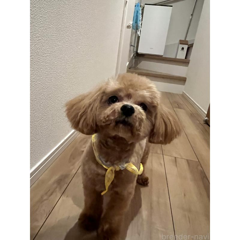 販売中の埼玉県のミックス犬-370849の10枚目