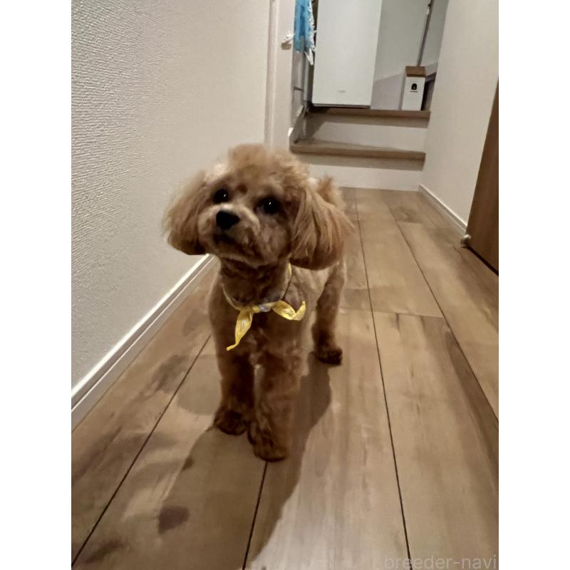 販売中の埼玉県のミックス犬-370849の9枚目