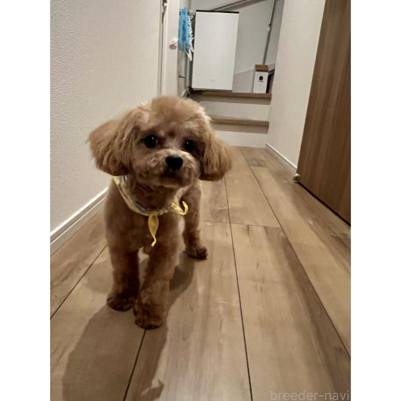 販売中の埼玉県のミックス犬-370849の8枚目