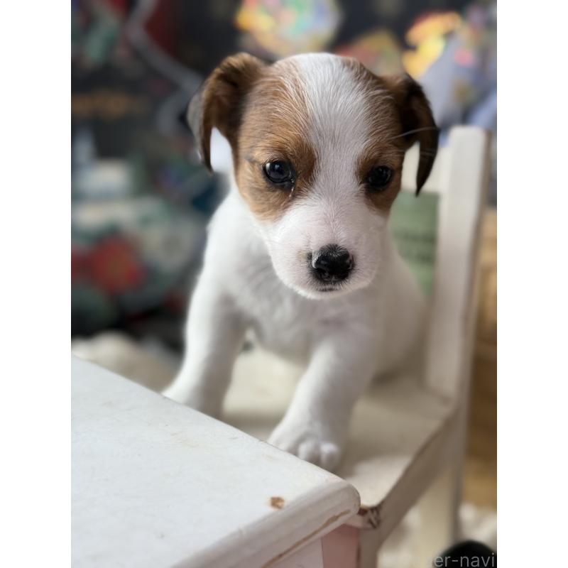 成約済の宮崎県のジャックラッセルテリア-430370の8枚目