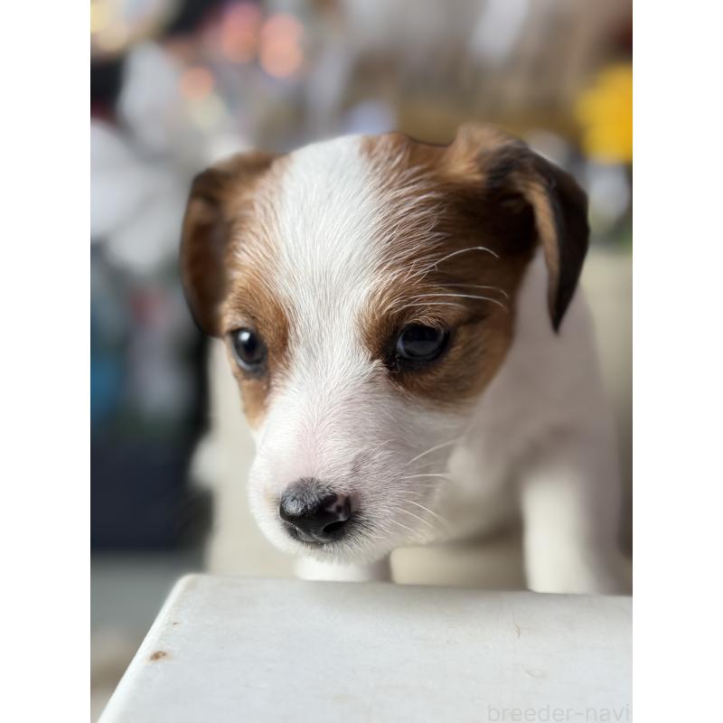 成約済の宮崎県のジャックラッセルテリア-430370の7枚目