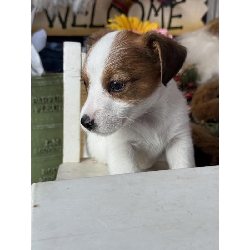 成約済の宮崎県のジャックラッセルテリア-430370の6枚目