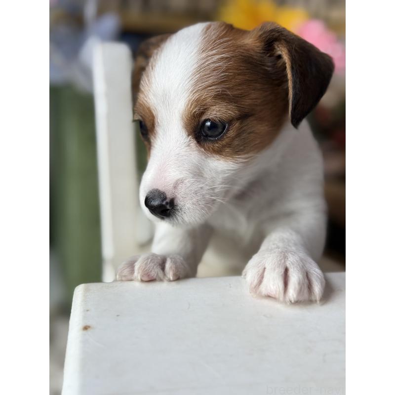 成約済の宮崎県のジャックラッセルテリア-430370の5枚目