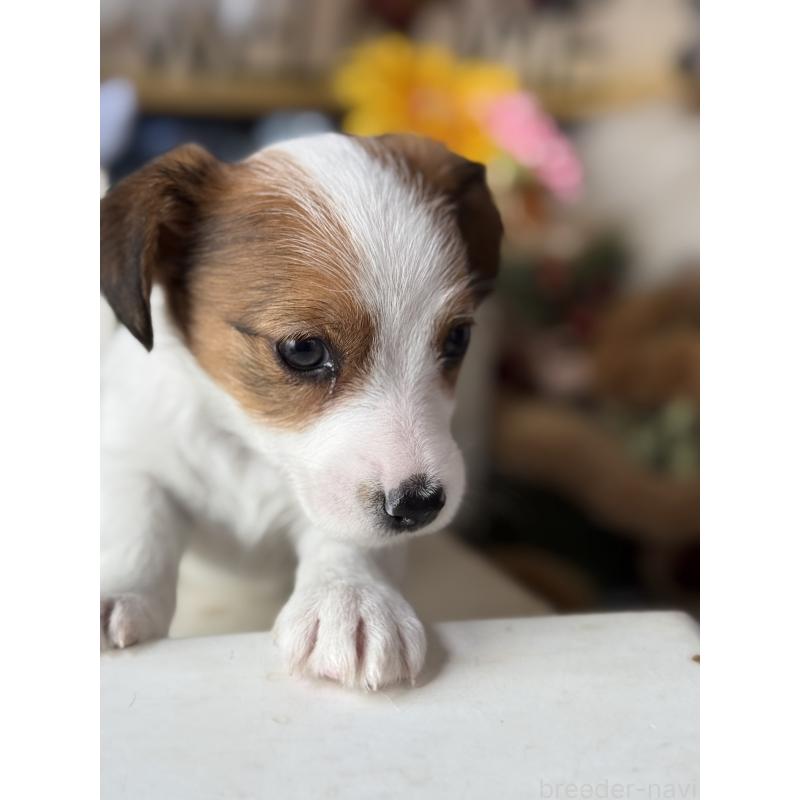 成約済の宮崎県のジャックラッセルテリア-430370の4枚目