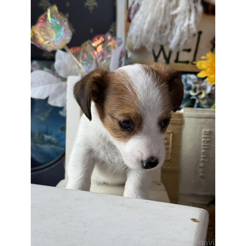 成約済の宮崎県のジャックラッセルテリア-430370の3枚目