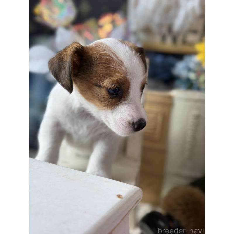 成約済の宮崎県のジャックラッセルテリア-430370の2枚目