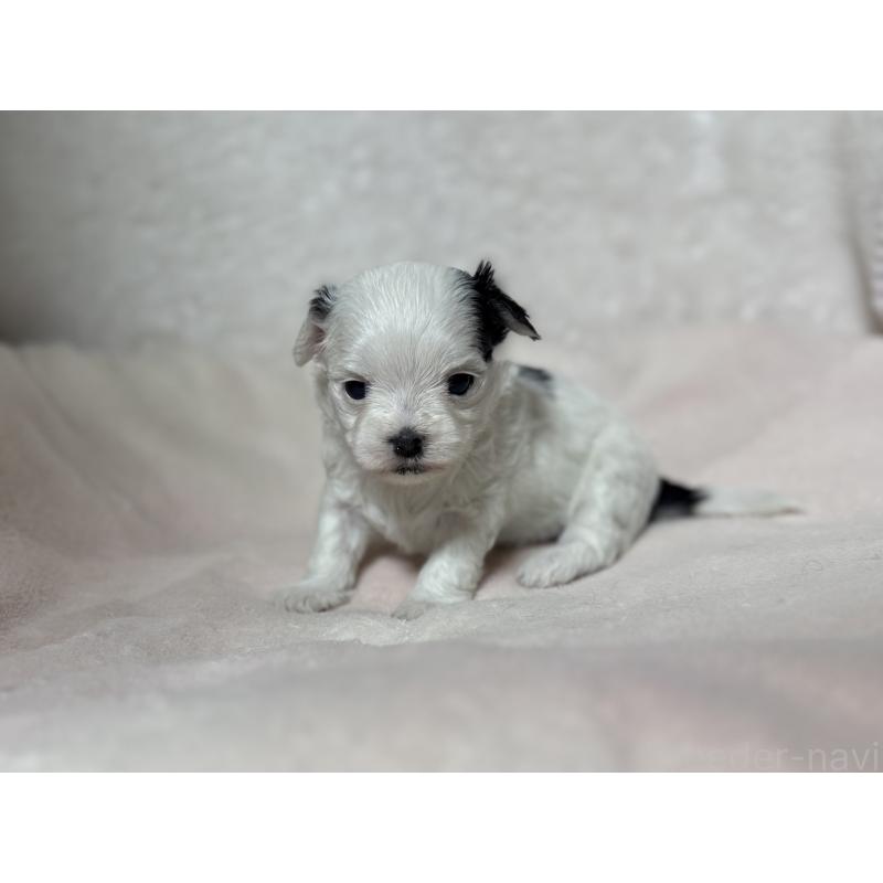 販売中の東京都のチワマル:チワワ×マルチーズ-428310