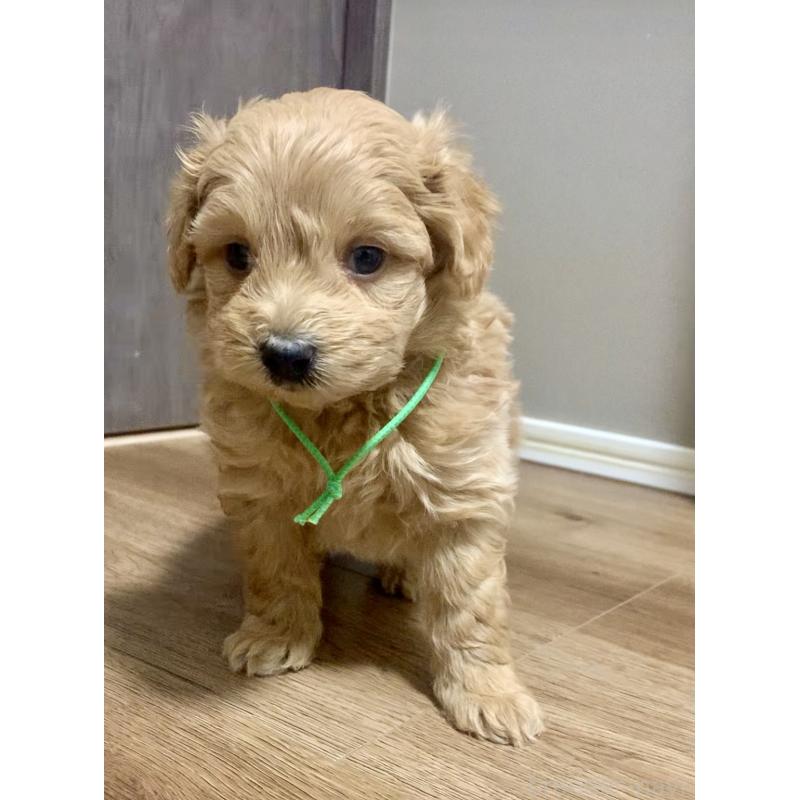 販売中の滋賀県のポメプー:ポメラニアン×トイプードル-431665の3枚目