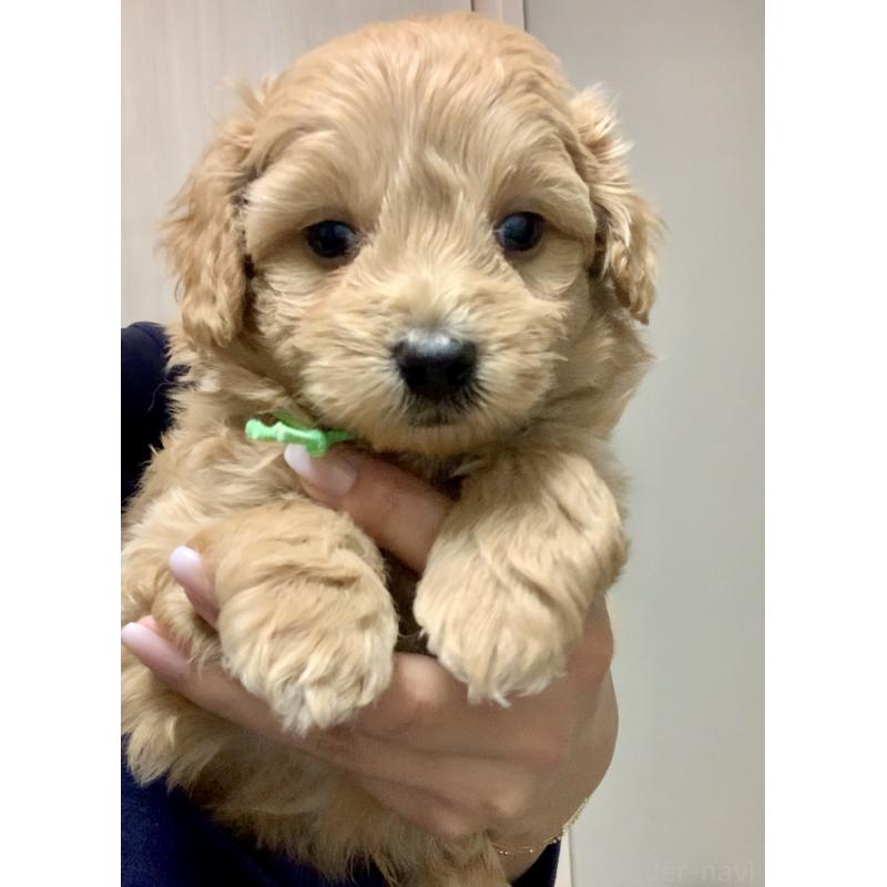 販売中の滋賀県のポメプー:ポメラニアン×トイプードル-431665の2枚目