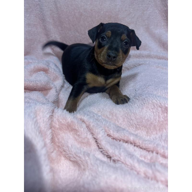 販売中の福岡県のミニチュアピンシャー(ミニピン)-431668の1枚目