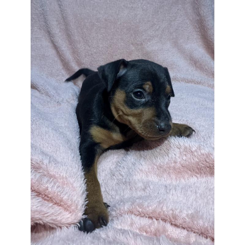 販売中の福岡県のミニチュアピンシャー(ミニピン)-431668の6枚目