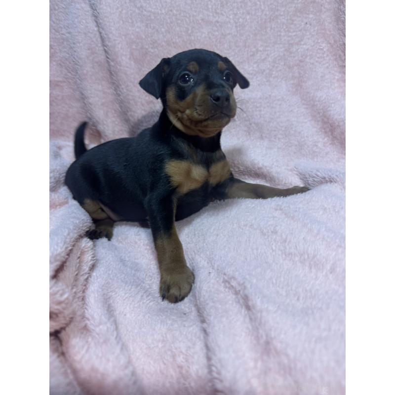 販売中の福岡県のミニチュアピンシャー(ミニピン)-431668の5枚目