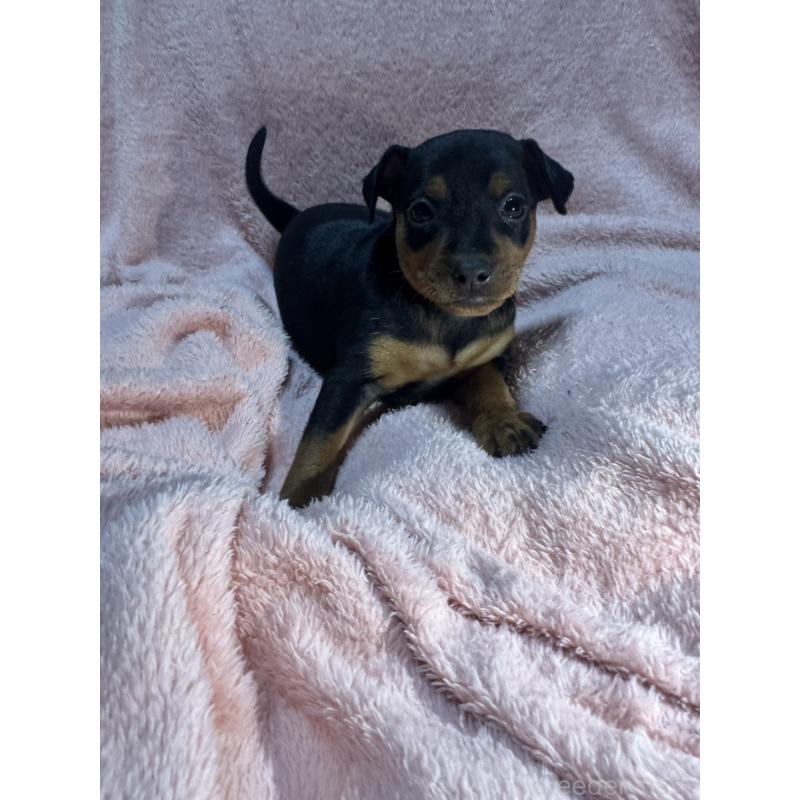 販売中の福岡県のミニチュアピンシャー(ミニピン)-431668の4枚目