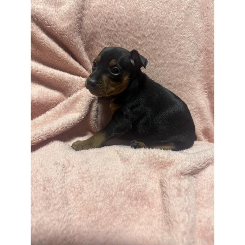 販売中の福岡県のミニチュアピンシャー(ミニピン)-431668の3枚目