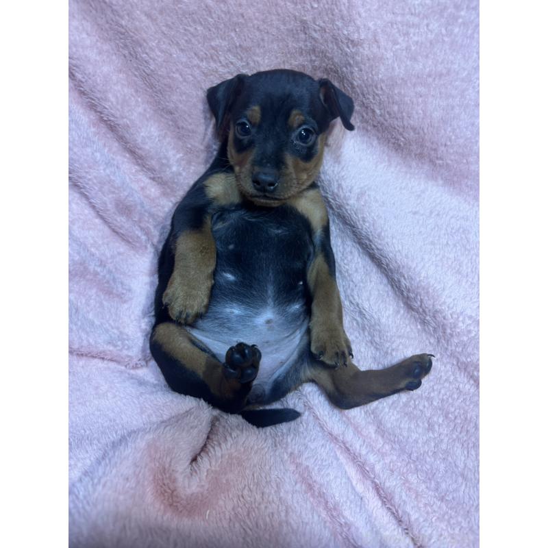 販売中の福岡県のミニチュアピンシャー(ミニピン)-431668の2枚目