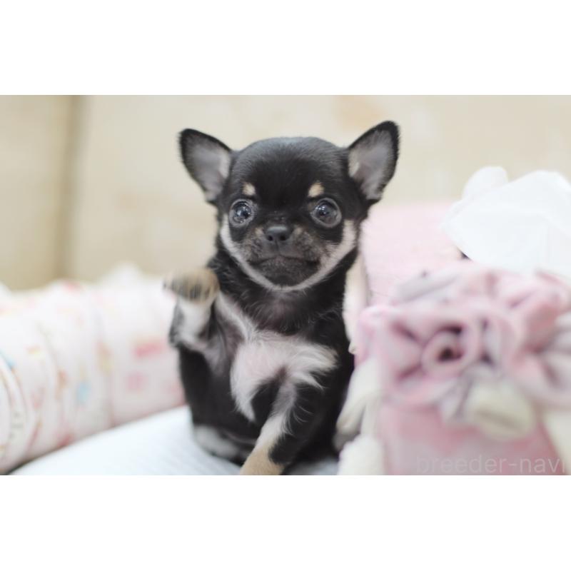 販売中の兵庫県のチワワ(スムースコート)-431675の4枚目