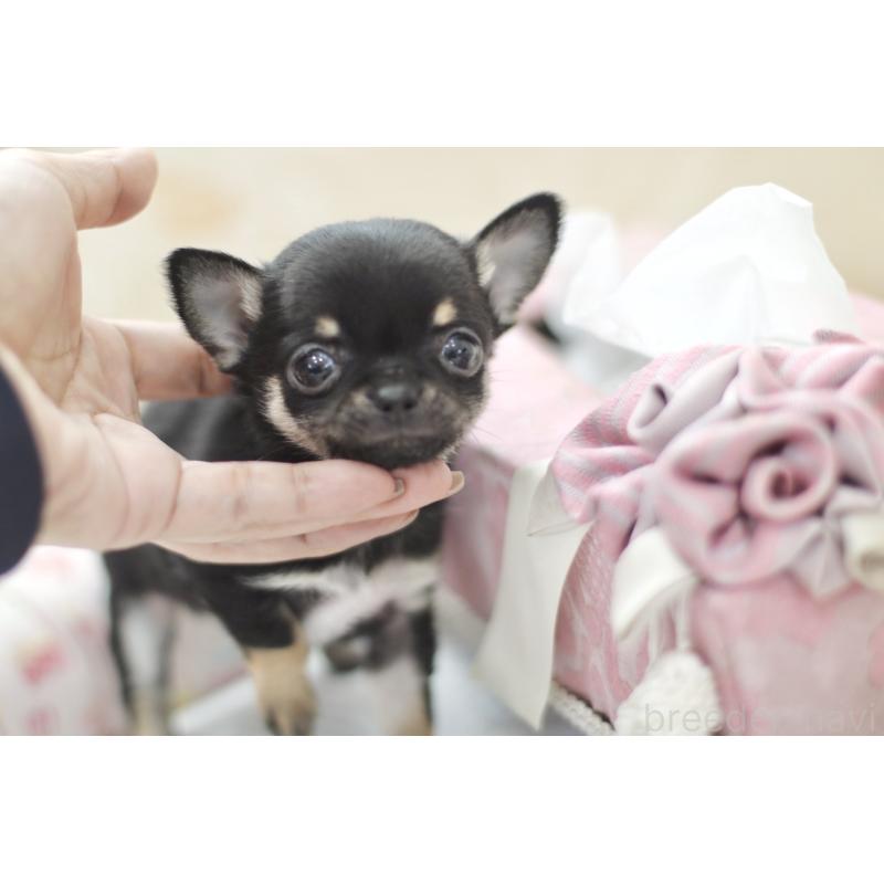 販売中の兵庫県のチワワ(スムースコート)-431675の2枚目