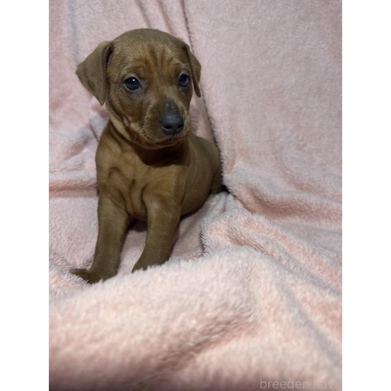 販売中の福岡県のミニチュアピンシャー(ミニピン)-431670