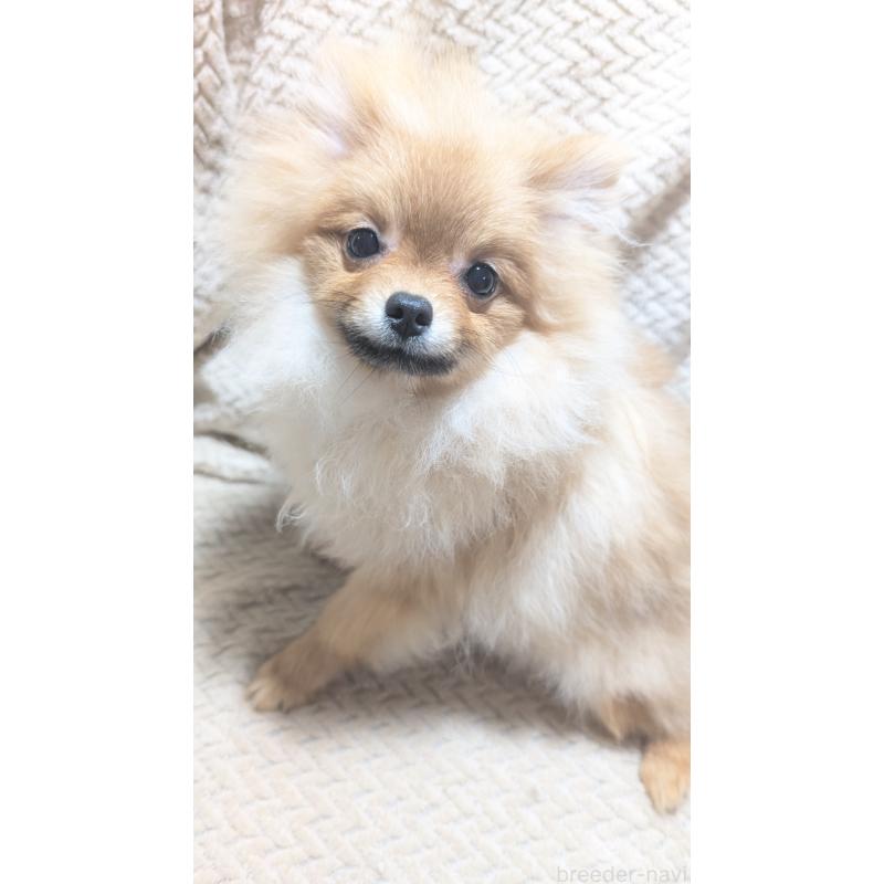 販売中の愛知県のポメラニアン-401815の2枚目