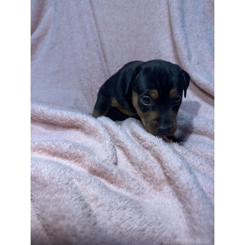 販売中の福岡県のミニチュアピンシャー(ミニピン)-431672の8枚目