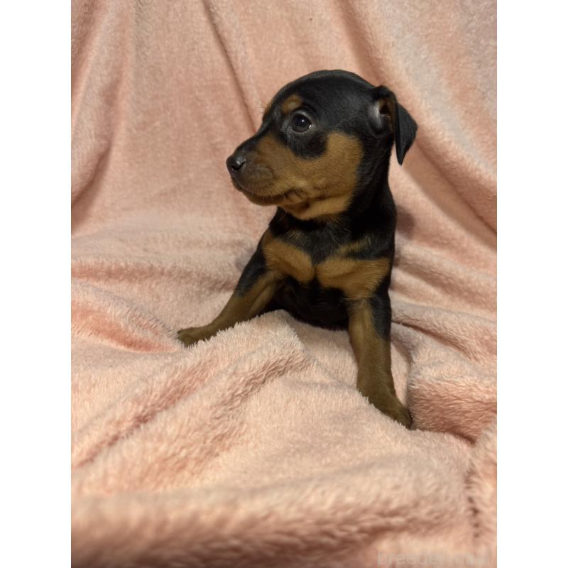 販売中の福岡県のミニチュアピンシャー(ミニピン)-431672の6枚目