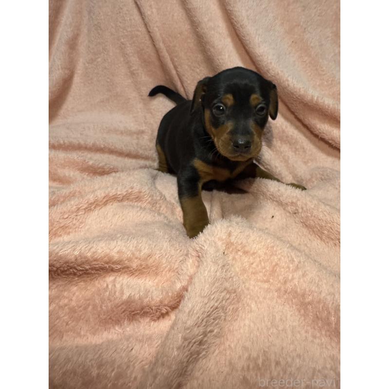 販売中の福岡県のミニチュアピンシャー(ミニピン)-431672の1枚目