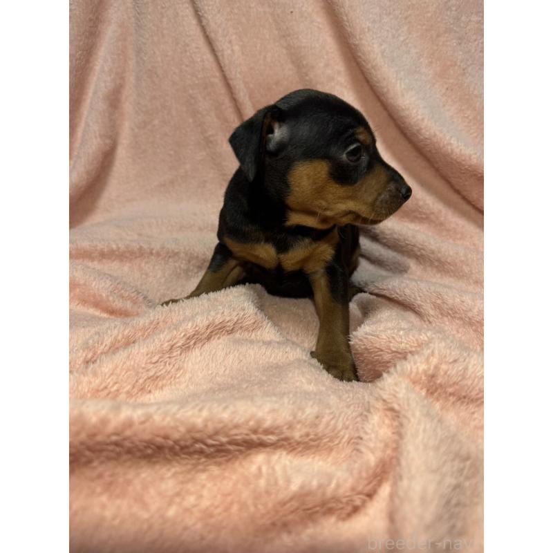 販売中の福岡県のミニチュアピンシャー(ミニピン)-431672の5枚目