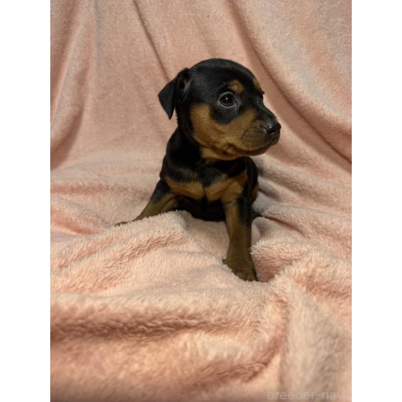 販売中の福岡県のミニチュアピンシャー(ミニピン)-431672の4枚目