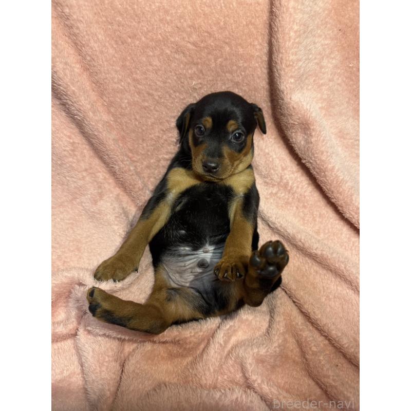 販売中の福岡県のミニチュアピンシャー(ミニピン)-431672の3枚目