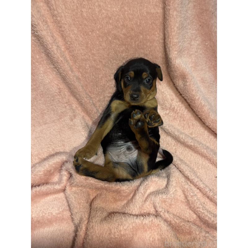 販売中の福岡県のミニチュアピンシャー(ミニピン)-431672の2枚目