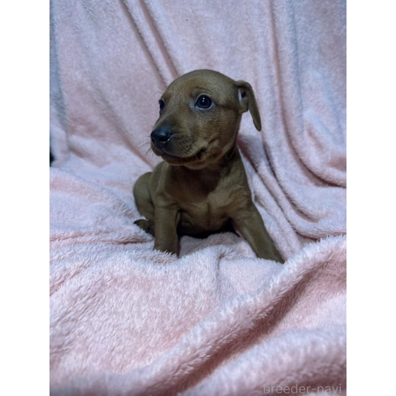 販売中の福岡県のミニチュアピンシャー(ミニピン)-431673の10枚目