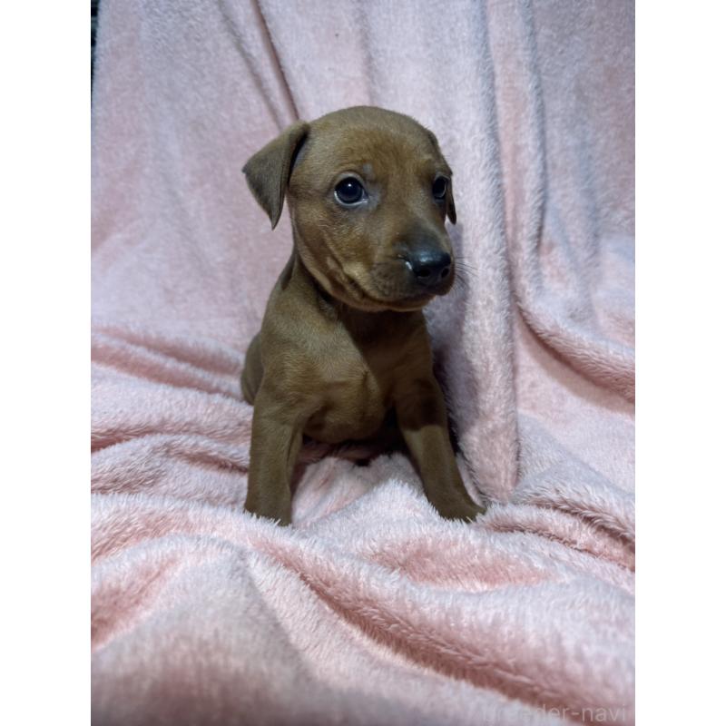 販売中の福岡県のミニチュアピンシャー(ミニピン)-431673の9枚目