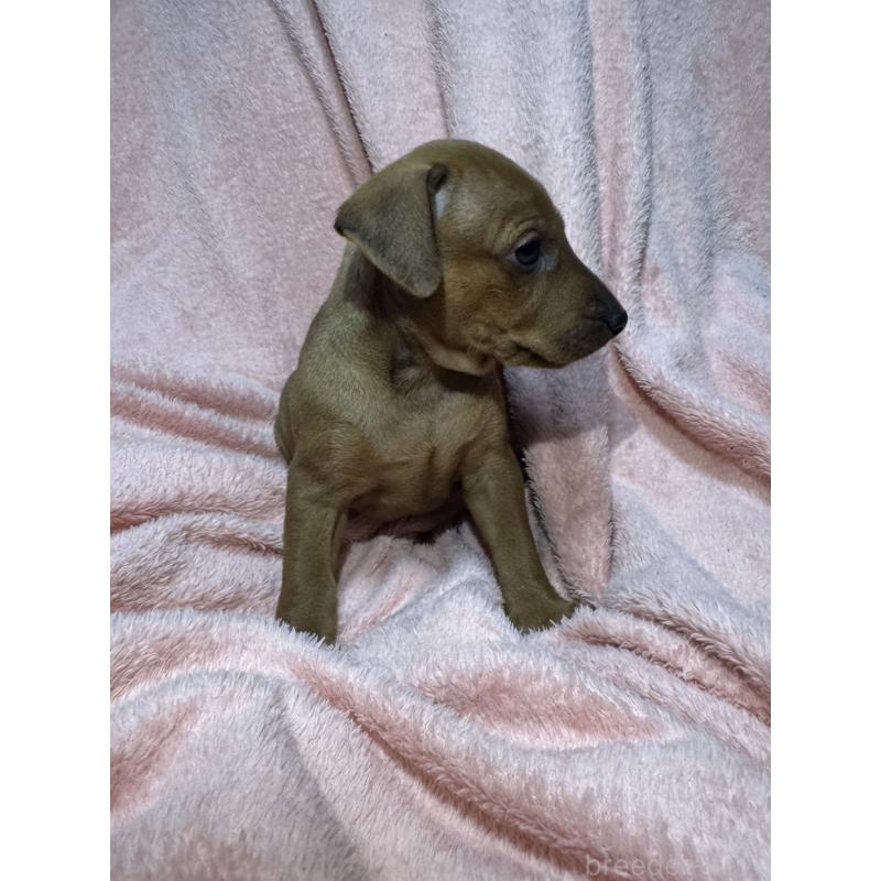 販売中の福岡県のミニチュアピンシャー(ミニピン)-431673の8枚目