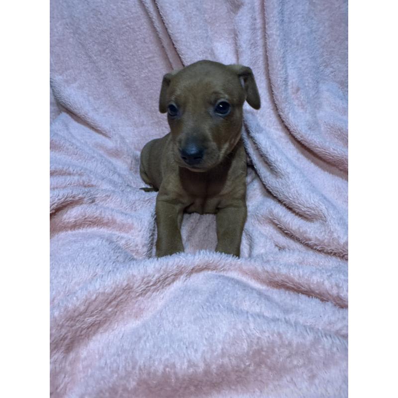 販売中の福岡県のミニチュアピンシャー(ミニピン)-431673の7枚目