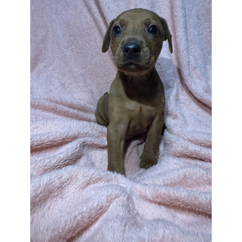 販売中の福岡県のミニチュアピンシャー(ミニピン)-431673の6枚目