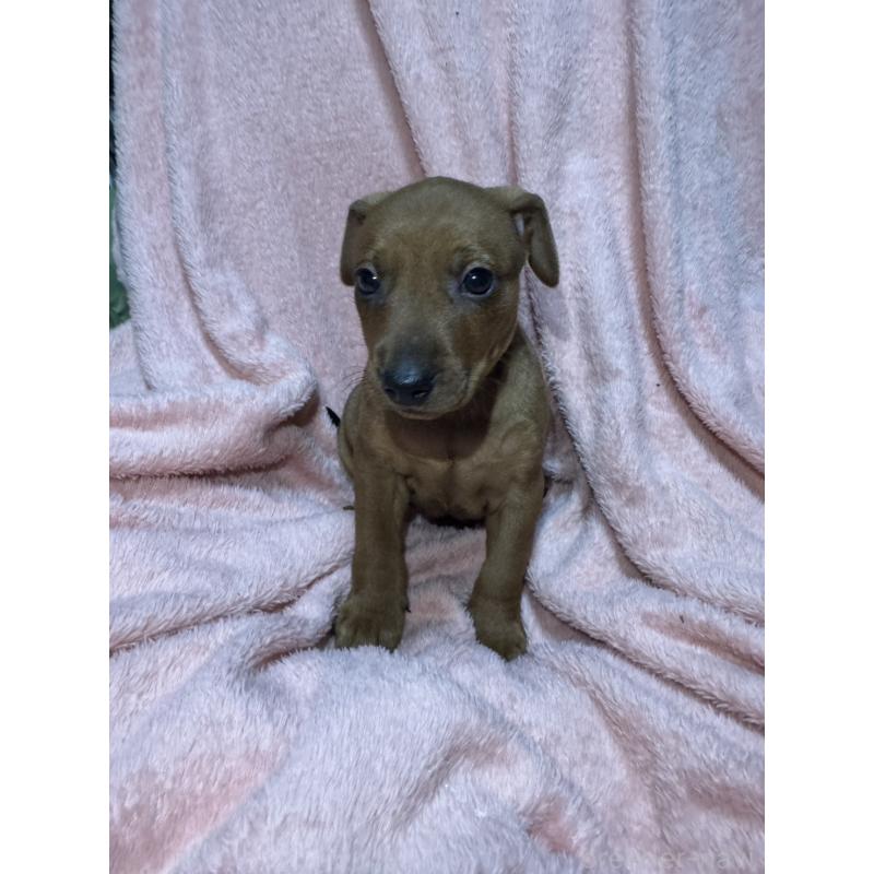 販売中の福岡県のミニチュアピンシャー(ミニピン)-431673