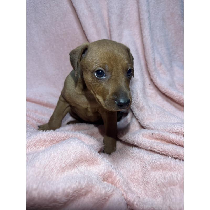 販売中の福岡県のミニチュアピンシャー(ミニピン)-431673の5枚目