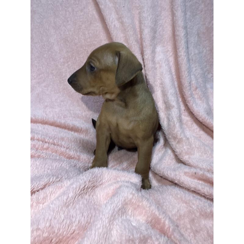 販売中の福岡県のミニチュアピンシャー(ミニピン)-431673の4枚目