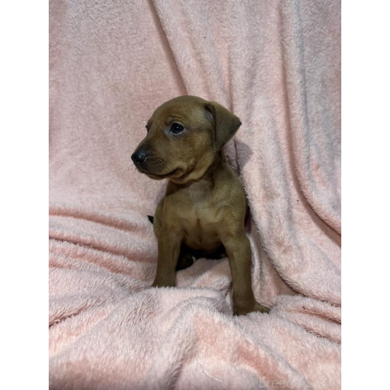 販売中の福岡県のミニチュアピンシャー(ミニピン)-431673の3枚目