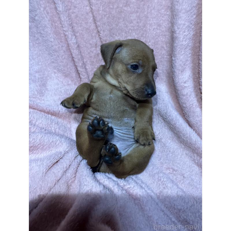 販売中の福岡県のミニチュアピンシャー(ミニピン)-431673の2枚目