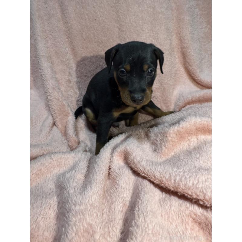 販売中の福岡県のミニチュアピンシャー(ミニピン)-431674の12枚目