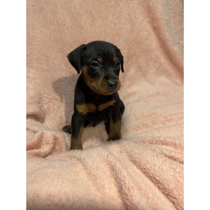 販売中の福岡県のミニチュアピンシャー(ミニピン)-431674の11枚目