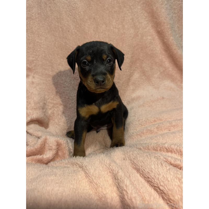 販売中の福岡県のミニチュアピンシャー(ミニピン)-431674の10枚目