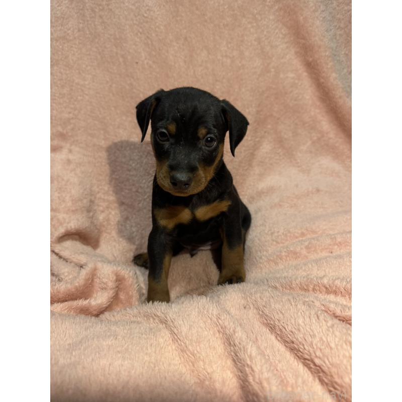 販売中の福岡県のミニチュアピンシャー(ミニピン)-431674