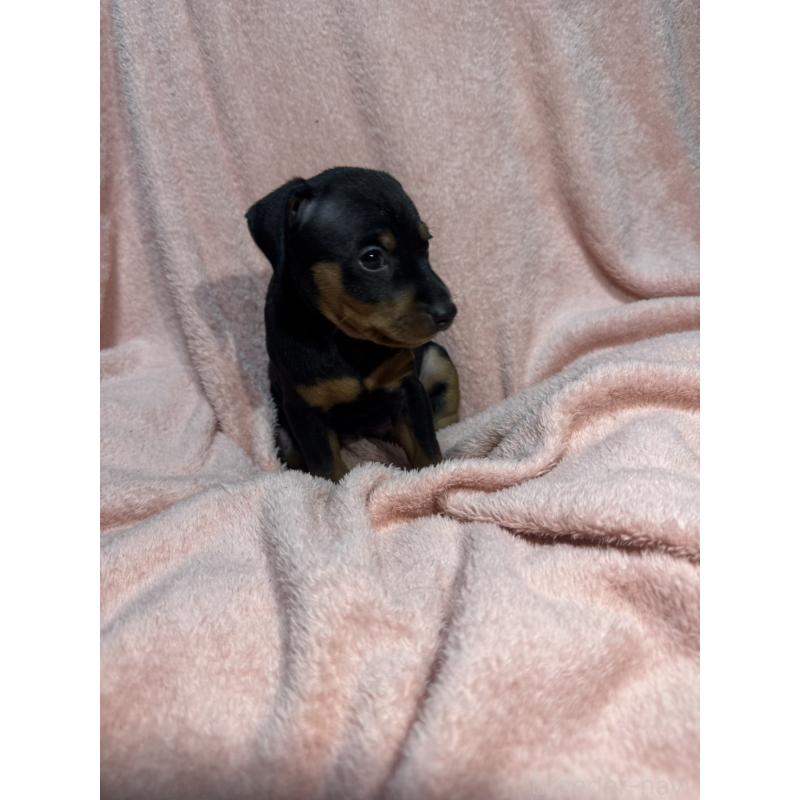 販売中の福岡県のミニチュアピンシャー(ミニピン)-431674の9枚目