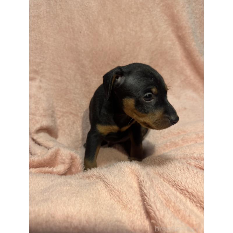 販売中の福岡県のミニチュアピンシャー(ミニピン)-431674の8枚目