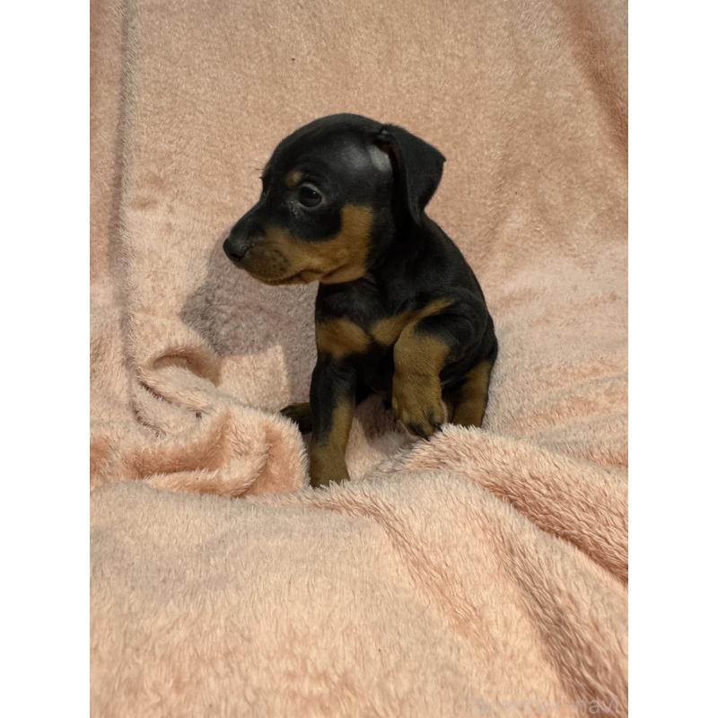 販売中の福岡県のミニチュアピンシャー(ミニピン)-431674の7枚目