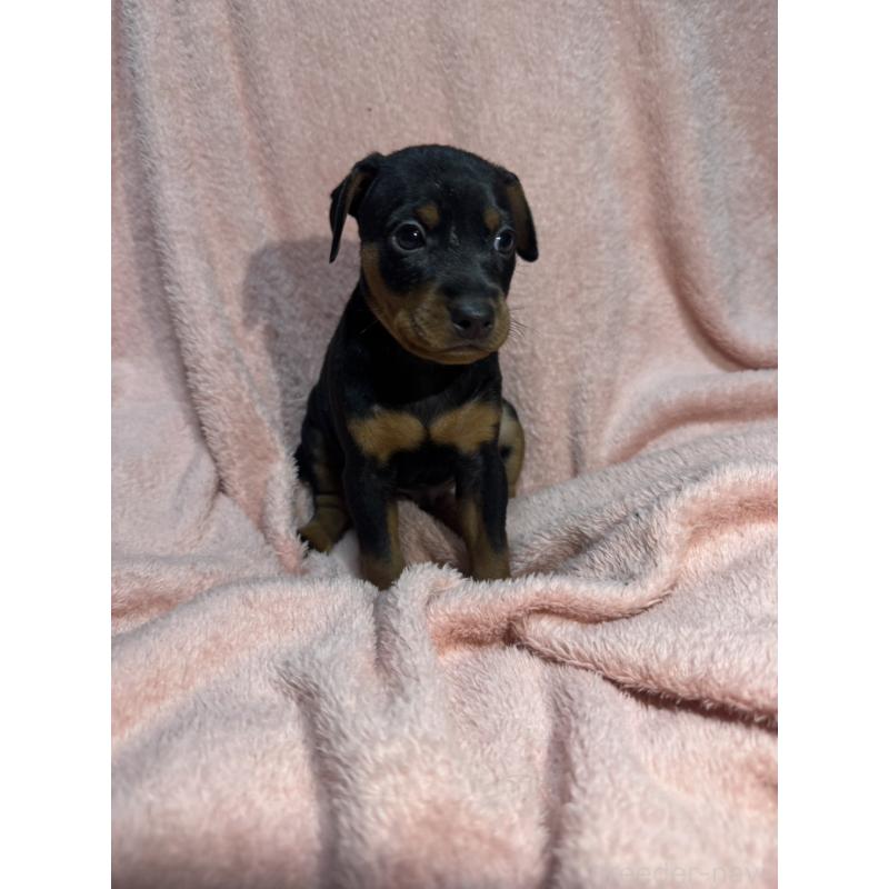 販売中の福岡県のミニチュアピンシャー(ミニピン)-431674の6枚目